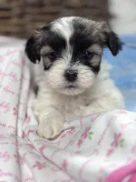 Malshipoo TINY FEMALE, a female Shihpoo and Mal Shi for sale in Charleston, WV – Photo 5 of 6