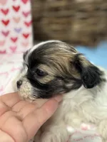 Malshipoo TINY FEMALE, a female Shihpoo and Mal Shi for sale in Charleston, WV – Photo 4 of 6