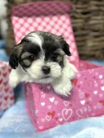 Malshipoo TINY FEMALE, a female Shihpoo and Mal Shi for sale in Charleston, WV – Photo 3 of 6