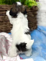 Malshipoo TINY FEMALE, a female Shihpoo and Mal Shi for sale in Charleston, WV – Photo 6 of 6