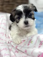 Malshipoo TINY FEMALE, a female Shihpoo and Mal Shi for sale in Charleston, WV – Photo 2 of 6