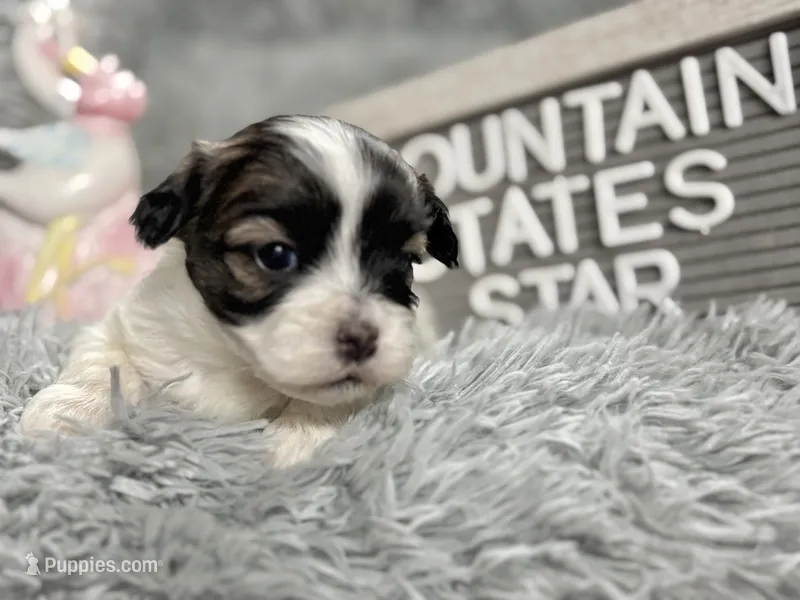 Mountain States Star