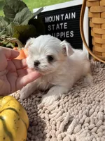 AKC Luther , a male Maltese for sale in Charleston, WV – 4 of 7