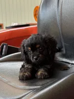 Cavapoo Female , a female Cavapoo for sale in Charleston, WV – 2 of 2