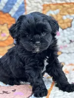 Grady, a male Shihpoo for sale in Charleston, WV – 2 of 6