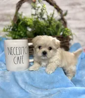 Tiny Rigby, a male Mal Shi for sale in Charleston, WV – Photo 2 of 4