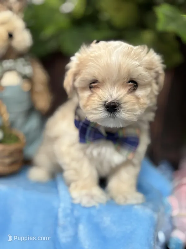 Tiny Imperial teacup Rigby