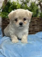 Tiny Rigby, a male Mal Shi for sale in Charleston, WV – Photo 3 of 4