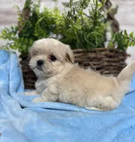 Tiny Rigby, a male Mal Shi for sale in Charleston, WV – Photo 4 of 4