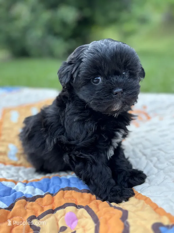Grady – Shihpoo puppy for sale in Charleston, WV