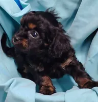 Jimmy, a male Cavapoo for sale in Charleston, WV – 3 of 3