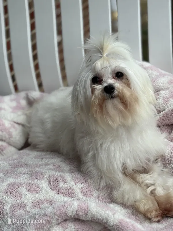 Lilly – Maltese puppy for sale in Charleston, WV