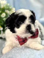GUS ready for pick up now!, a male Shihpoo for sale in Charleston, WV – 5 of 5