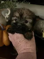 Shorkie READY NOW, a male Shorkie for sale in Charleston, WV – 5 of 9