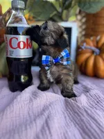 Shorkie READY NOW, a male Shorkie for sale in Charleston, WV – 2 of 9