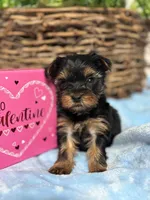 Tiny little  Ollie, a male Yorkshire Terrier for sale in Charleston, WV – Photo 4 of 5