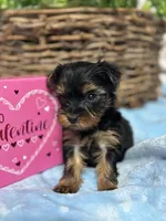 Tiny little  Ollie, a male Yorkshire Terrier for sale in Charleston, WV – Photo 3 of 5