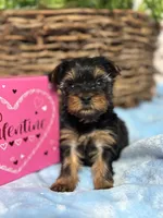 Tiny little  Ollie, a male Yorkshire Terrier for sale in Charleston, WV – Photo 1 of 5