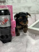 Tiny little  Ollie, a male Yorkshire Terrier for sale in Charleston, WV – Photo 5 of 5