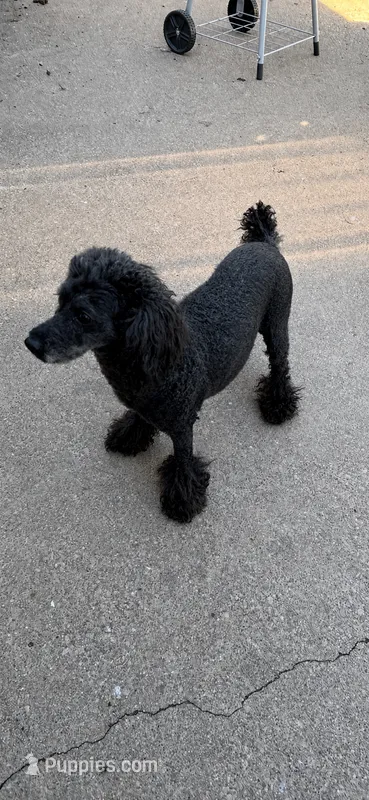 Bouncy – Poodle - Miniature  puppy for sale in Charleston, WV