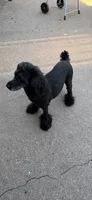 Bouncy, a female Poodle - Miniature  for sale in Charleston, WV – 1 of 2