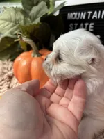 AKC Luther , a male Maltese for sale in Charleston, WV – 2 of 7