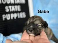 Gabe, a male Shihpoo for sale in Charleston, WV – Photo 1 of 2