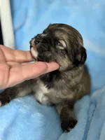 Gabe, a male Shihpoo for sale in Charleston, WV – Photo 2 of 2