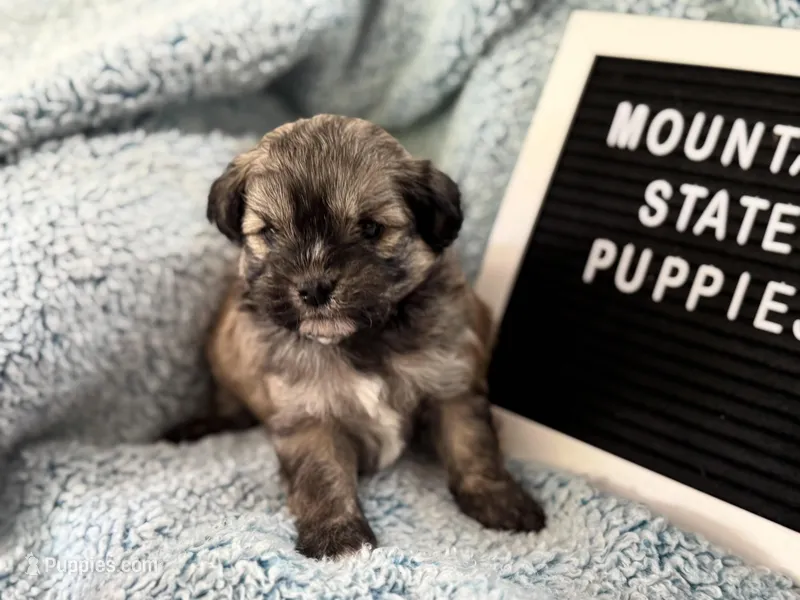 Gabe – Shihpoo puppy for sale in Charleston, WV