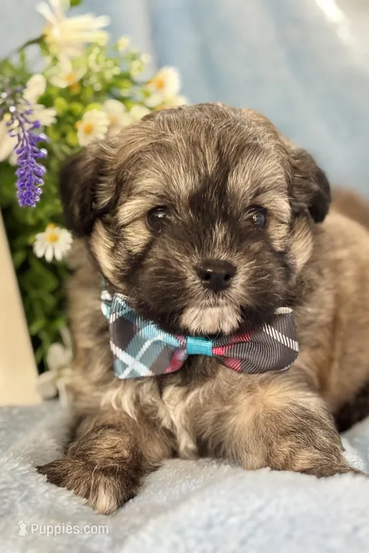 Gabe – Shihpoo puppy for sale in Charleston, WV