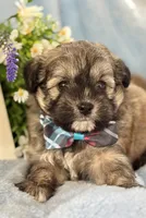 Gabe, a male Shihpoo for sale in Charleston, WV – 1 of 3