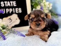 Yorkie Male 1, a male Yorkshire Terrier for sale in Charleston, WV – 3 of 6
