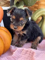 Molly, a female Yorkshire Terrier for sale in Charleston, WV – 5 of 5
