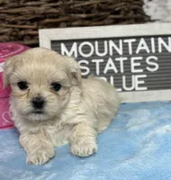Little Blue, a male Maltipoo for sale in Charleston, WV – Photo 2 of 5