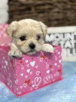 Little Blue, a male Maltipoo for sale in Charleston, WV – Photo 3 of 5