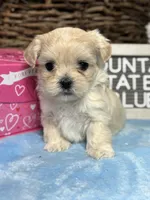 Little Blue, a male Maltipoo for sale in Charleston, WV – Photo 5 of 5