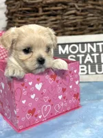 Little Blue, a male Maltipoo for sale in Charleston, WV – Photo 1 of 5