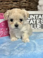 Little Blue, a male Maltipoo for sale in Charleston, WV – Photo 4 of 5