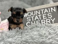 Tiny little Cherry, a female Yorkshire Terrier for sale in Charleston, WV – Photo 4 of 4