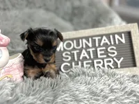 Tiny little Cherry, a female Yorkshire Terrier for sale in Charleston, WV – Photo 3 of 4