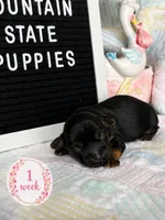 Shorkie female , a female Shorkie for sale in Charleston, WV – 3 of 3