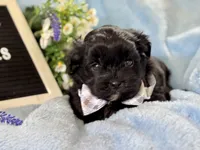 Grady, a male Shihpoo for sale in Charleston, WV – 6 of 6
