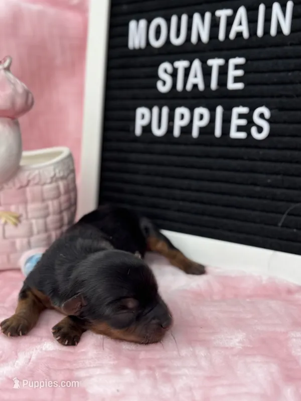 Macy Girl – Yorkshire Terrier puppy for sale in Charleston, WV