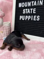 Macy Girl, a female Yorkshire Terrier for sale in Charleston, WV – 1 of 3