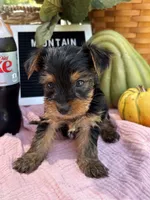 Molly, a female Yorkshire Terrier for sale in Charleston, WV – 2 of 5