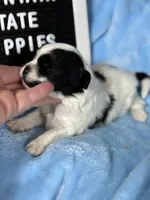 GUS, a male Shihpoo for sale in Charleston, WV – Photo 2 of 2