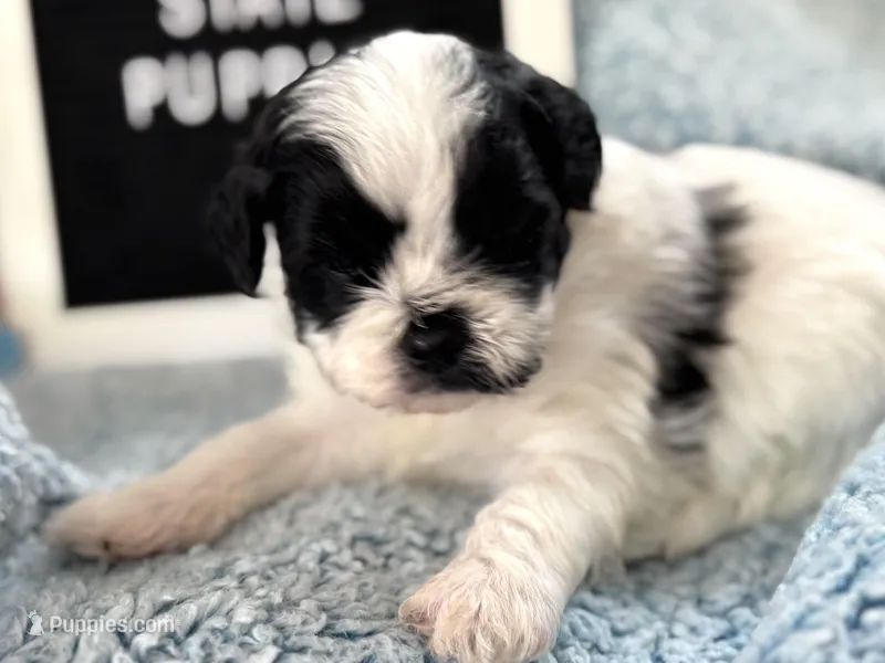 GUS – Shihpoo puppy for sale in Charleston, WV