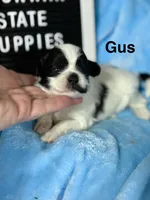GUS, a male Shihpoo for sale in Charleston, WV – Photo 1 of 2