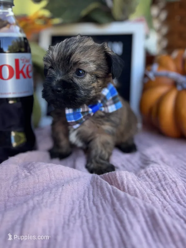 Shorkie READY NOW – Shorkie puppy for sale in Charleston, WV