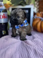 Shorkie READY NOW, a male Shorkie for sale in Charleston, WV – 1 of 9
